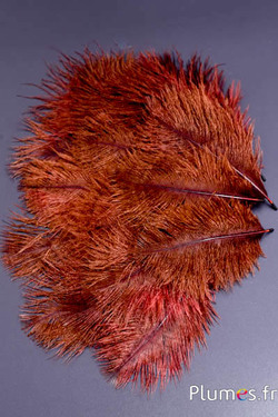 Struzzo barbules - 8-15 cm - rosso